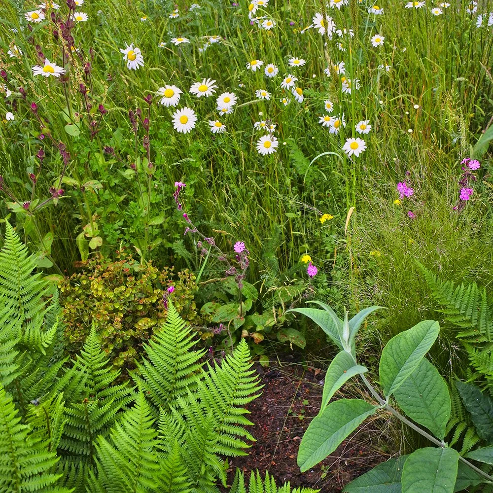 meadowturf 5.jpg