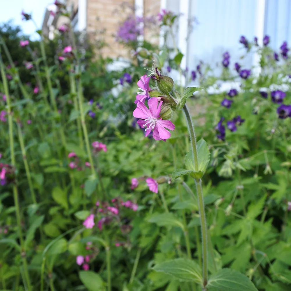 meadow3.jpg
