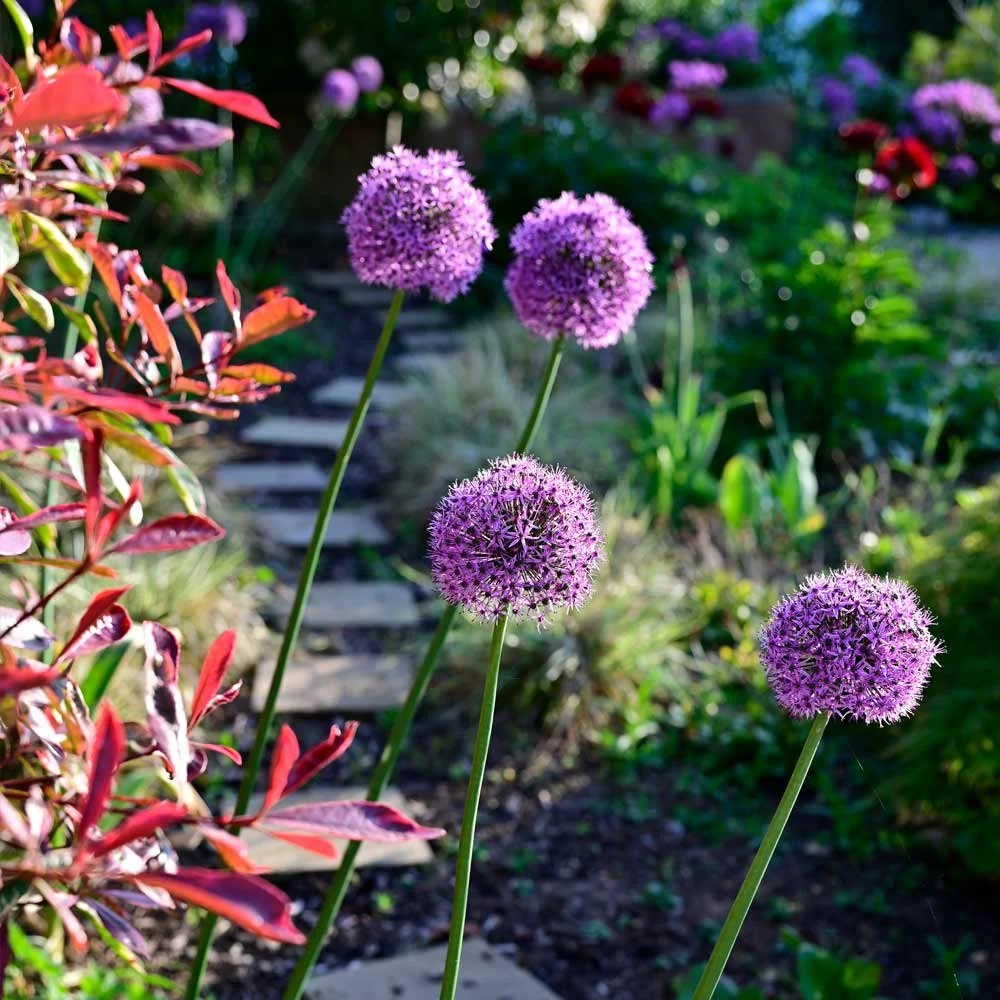 Alliums and Photinia
