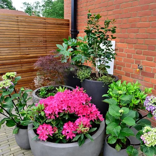 review existing planting.jpg