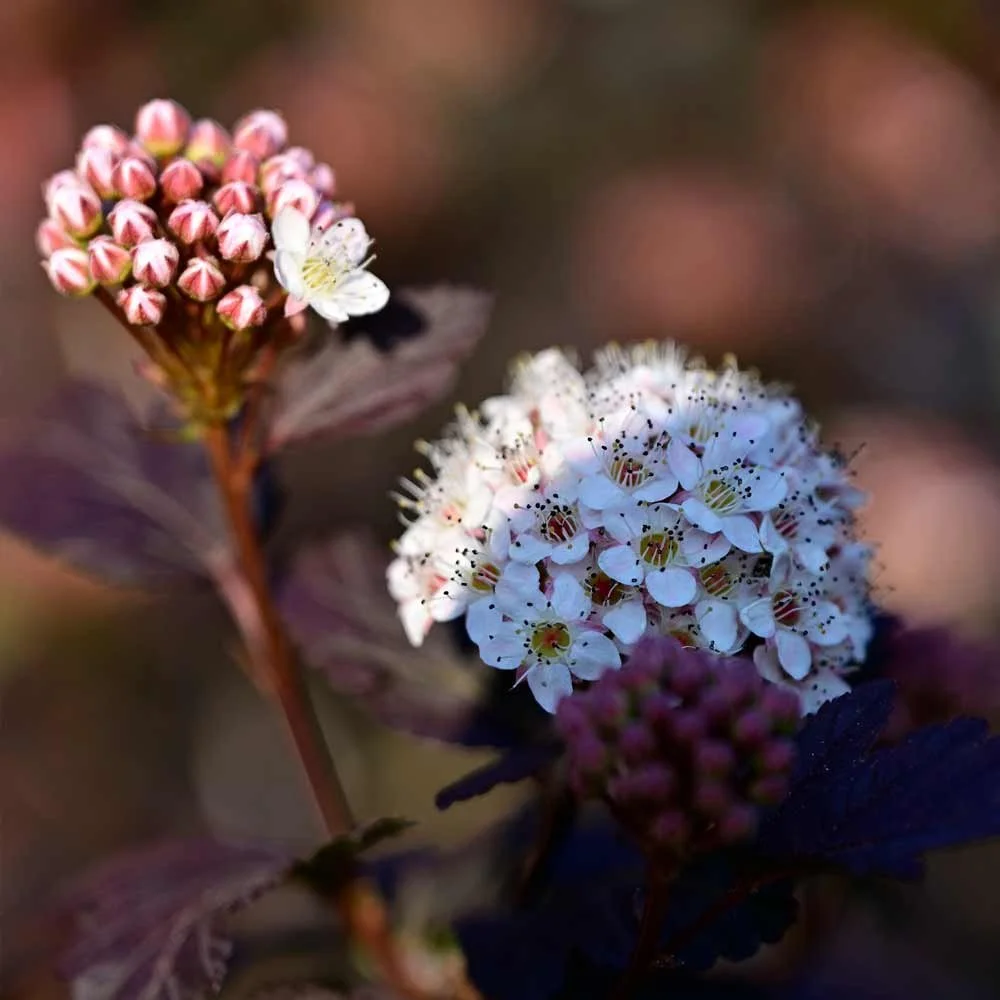 Physocarpus