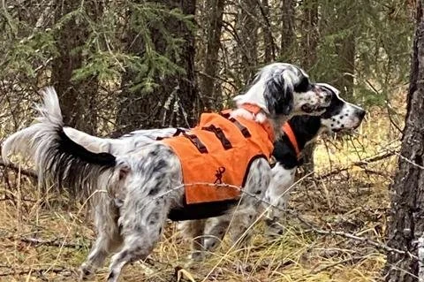 MONTANA GROUSE HUNTING REPORT 10-22-2024