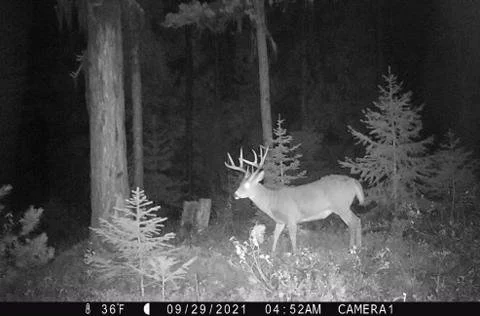 HUNTING WITH GAME CAMERAS