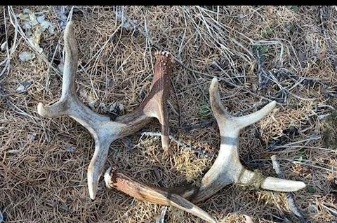 TIPS ON FINDING MORE SHED ANTLERS