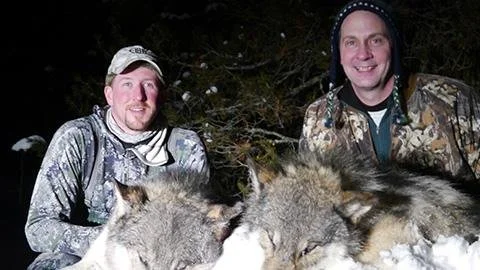 MONTANA WOLF HUNTING