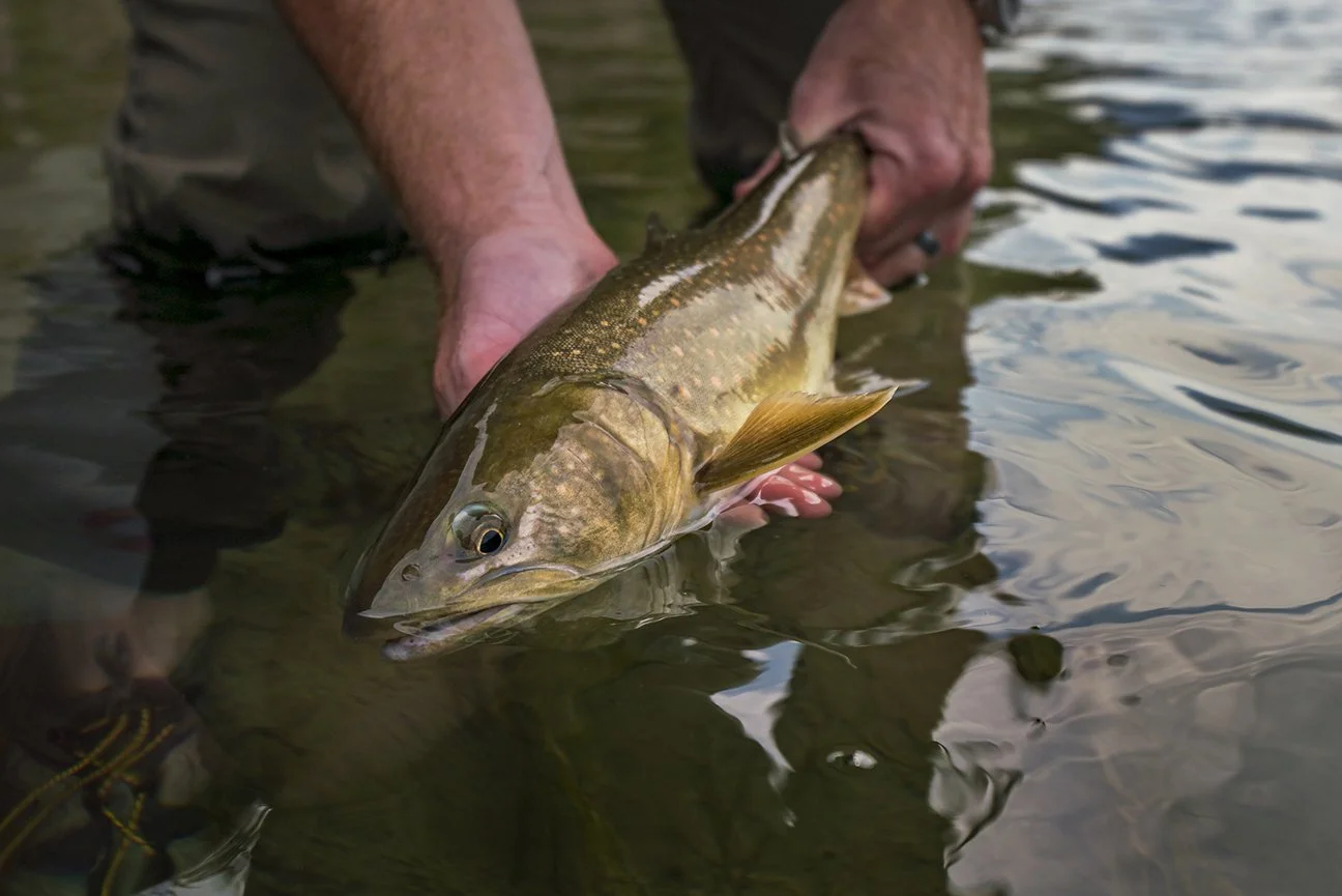 bull_trout_dat01625.jpg
