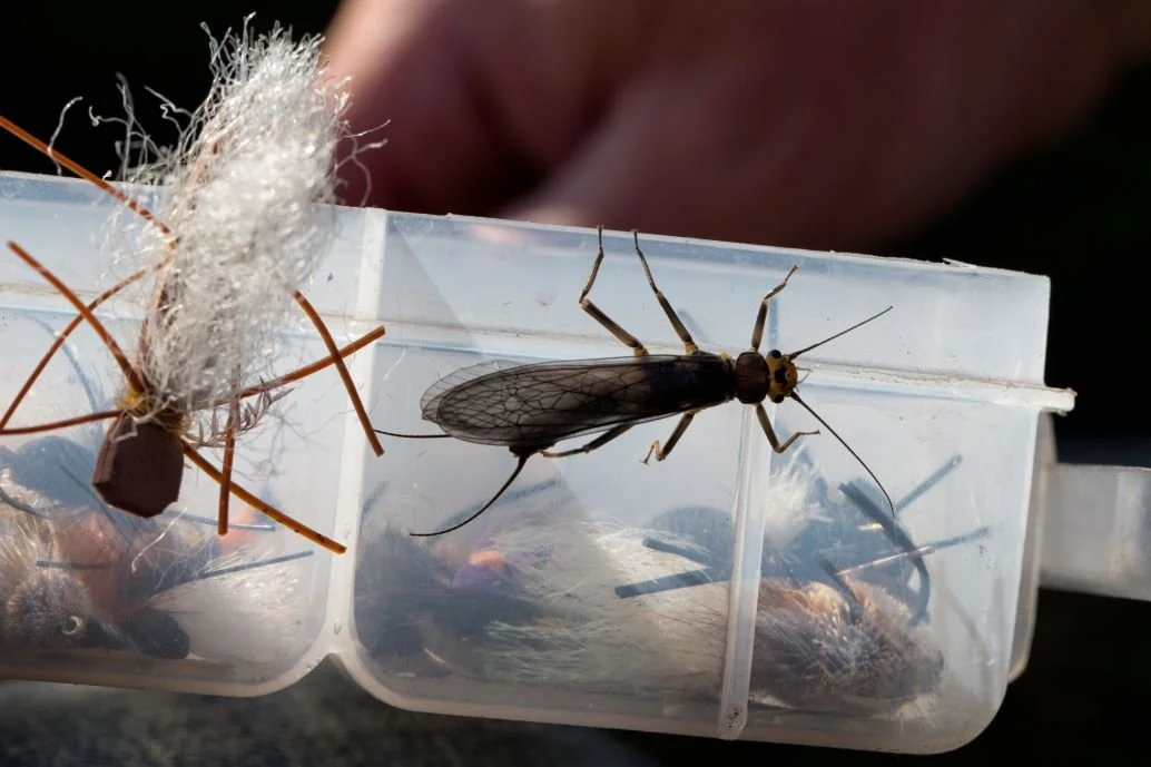 stonefly and chubby.jpg