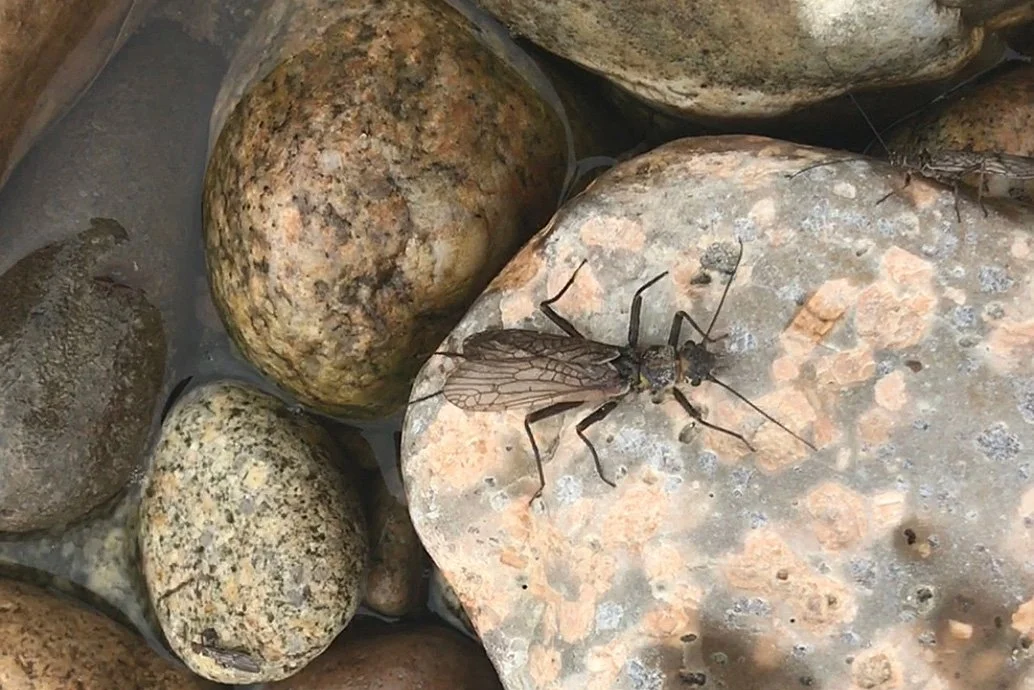 adult skwala stonefly.jpg