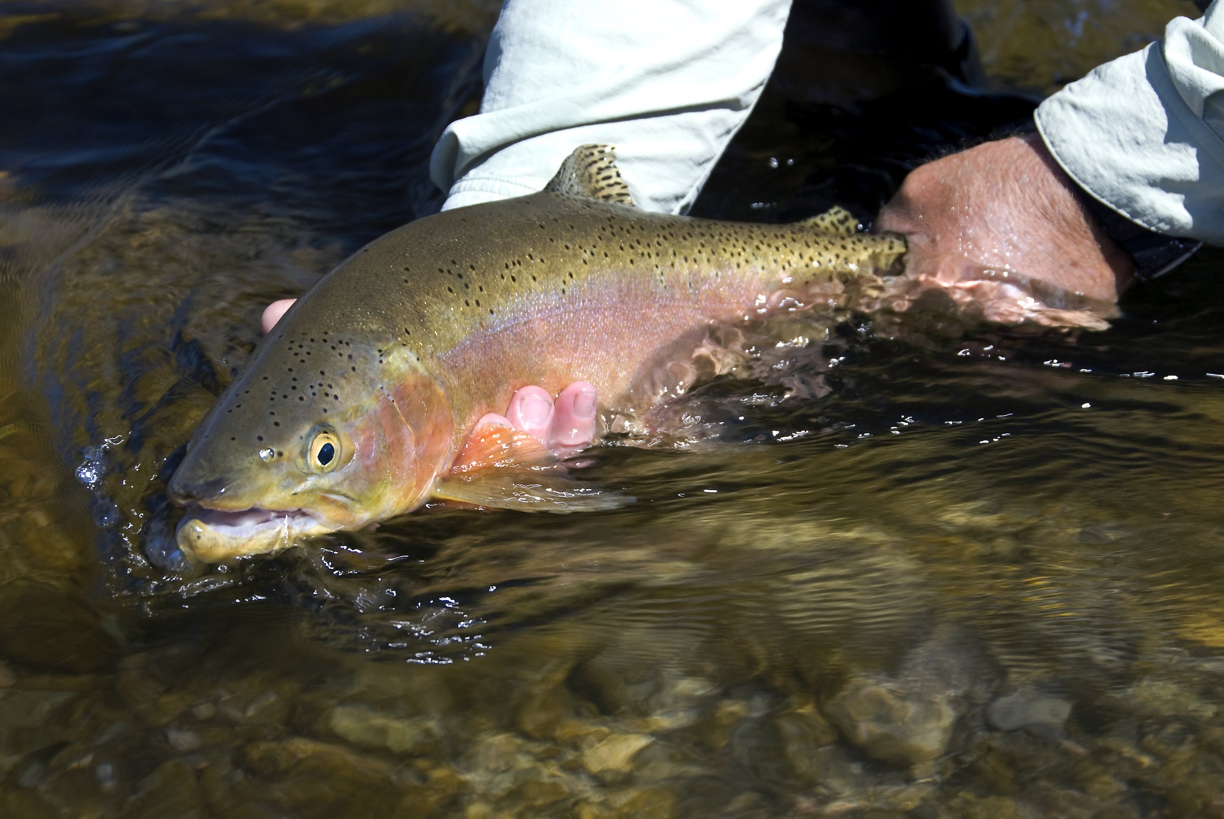 KOOTENAI RIVER MONTANA FISHING REPORT 7-30-2025