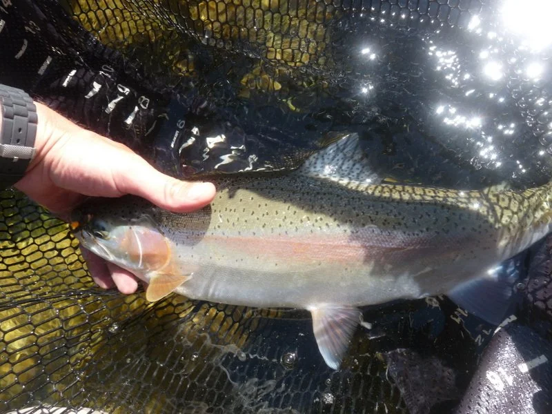 rainbow trout in net.JPG