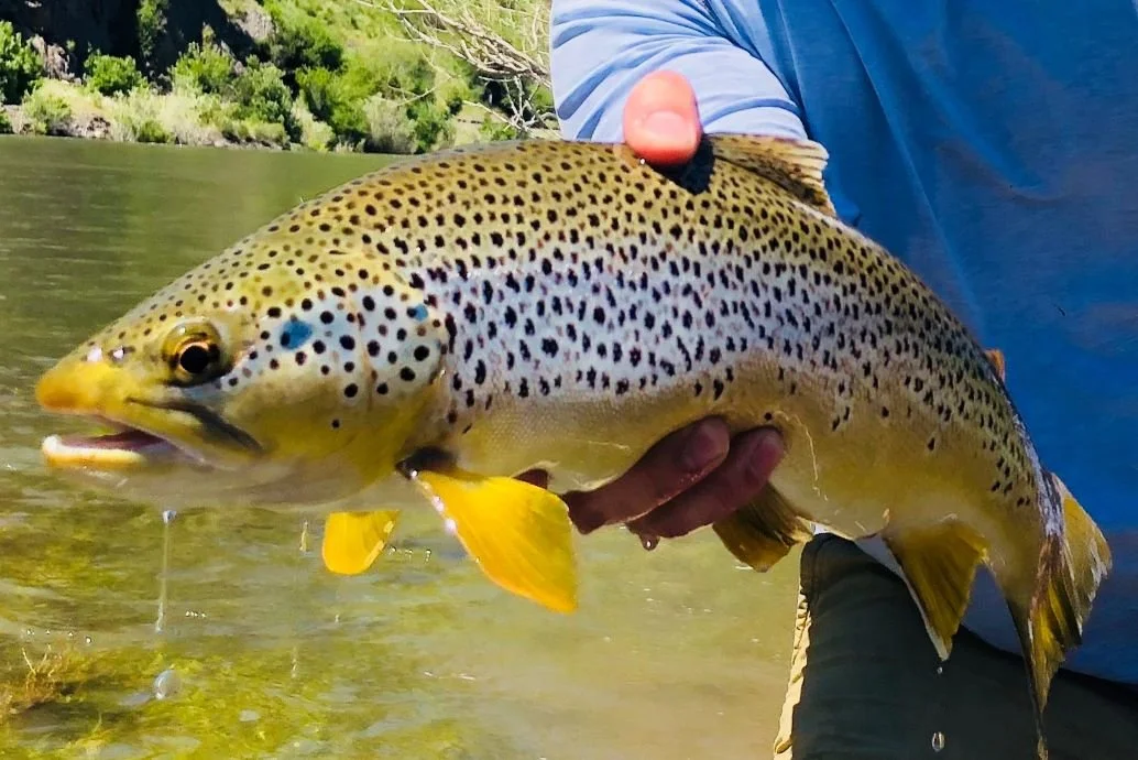 Missouri river brown trout.JPEG