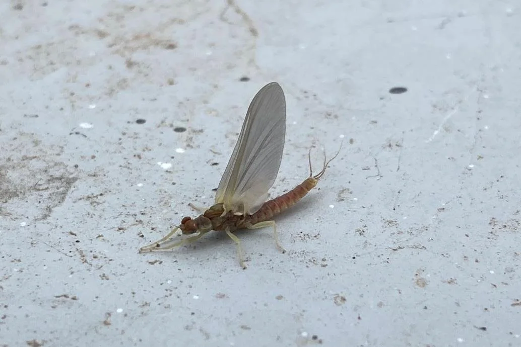 pmd mayfly.jpg
