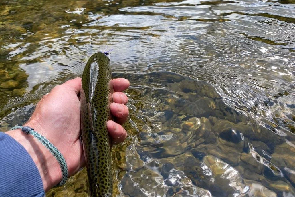 small stream rainbow.jpg