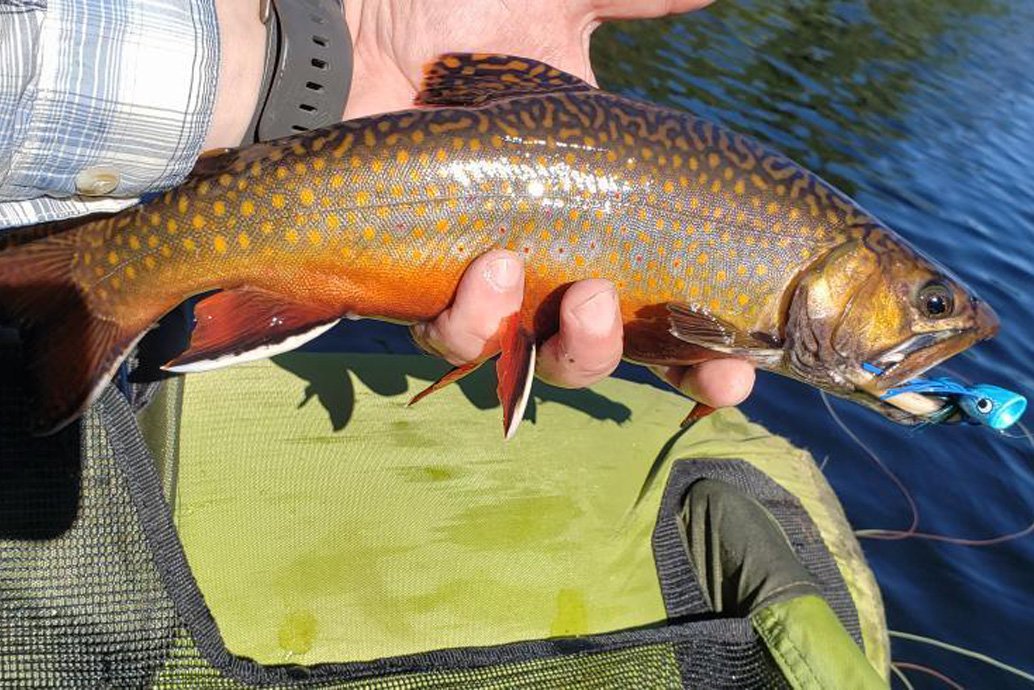 close up of brookie with popper.jpg