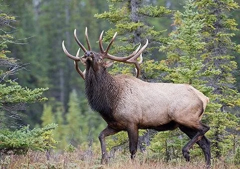 elk photo.jpg
