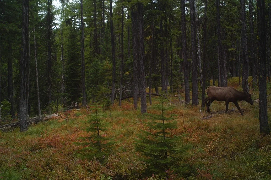 game camera bull.jpg