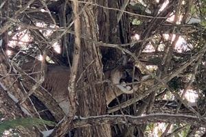 cat in tree 2_0.jpg
