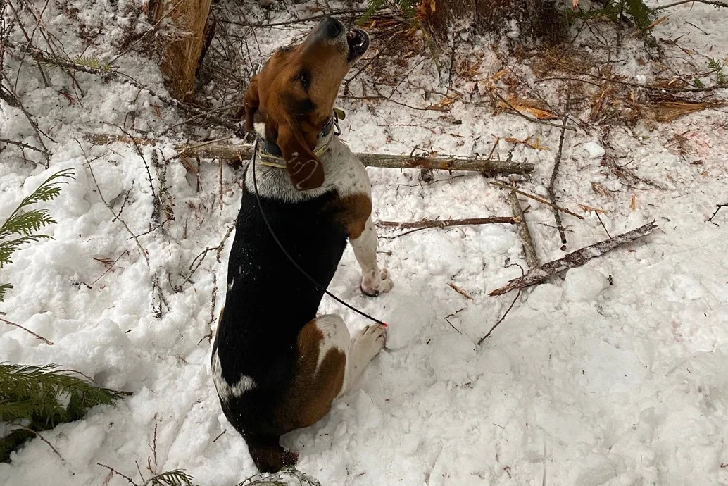 hound looking up.jpg