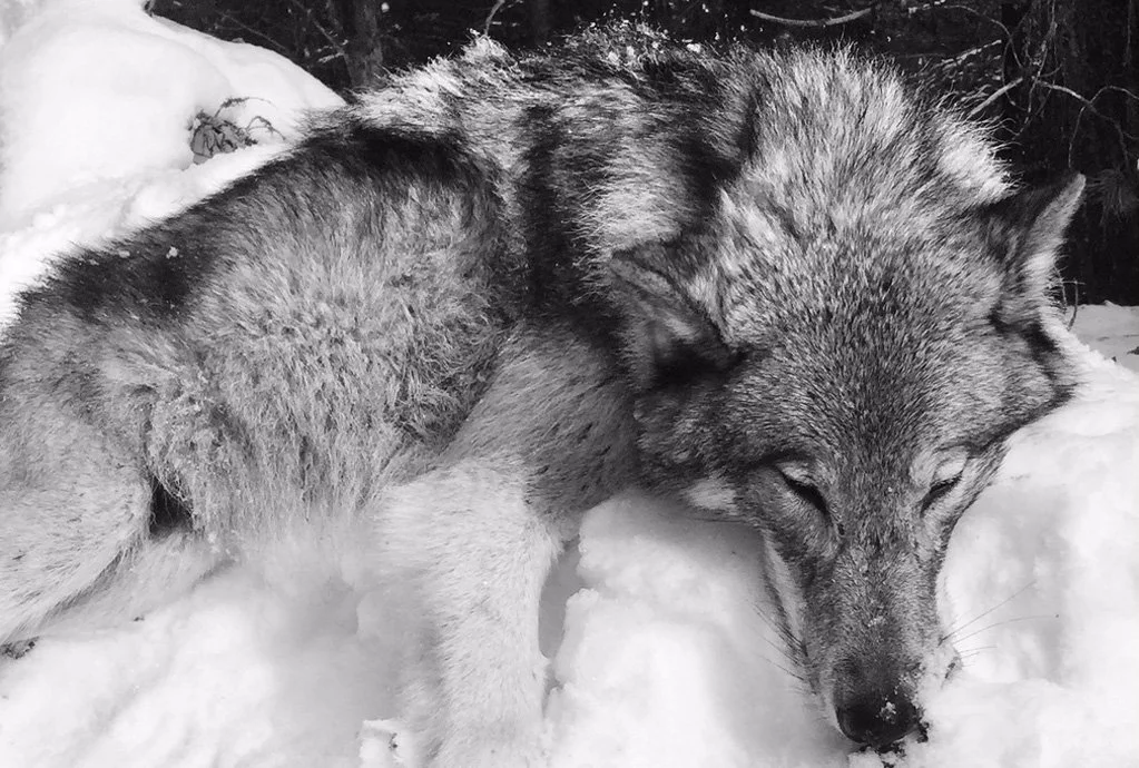 black and white wolf photo.jpg