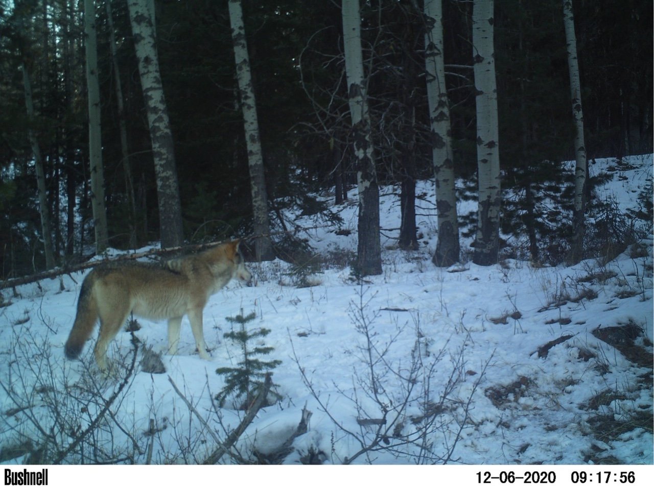 game cameral wolf 2.JPG