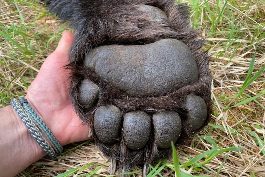 hand and black bear paw.jpg