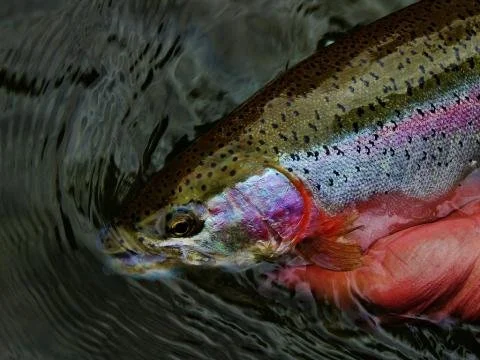 MONTANA TROUT UNLIMITED 2025 HIGHLIGHTS