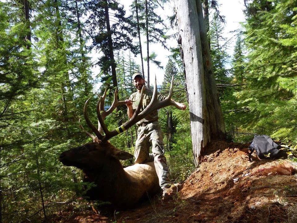 A man stands in a dense forest holding the antlers of a large elk that he has hunted and laid on the ground.