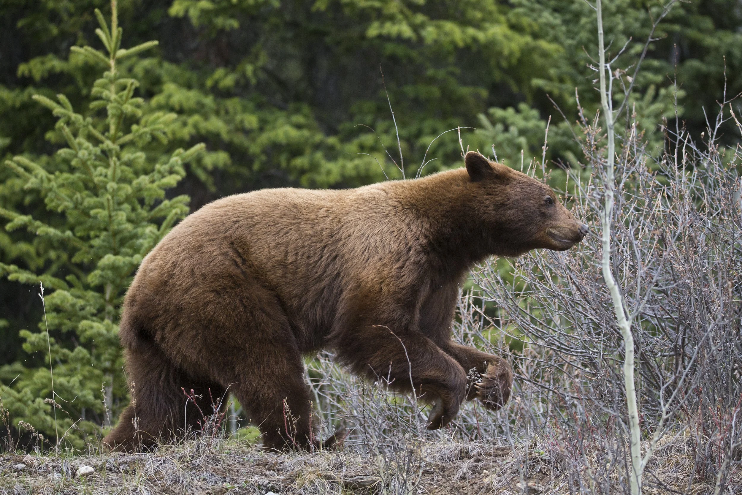 A brown bear walking through a forested area with green trees and dry shrubs.