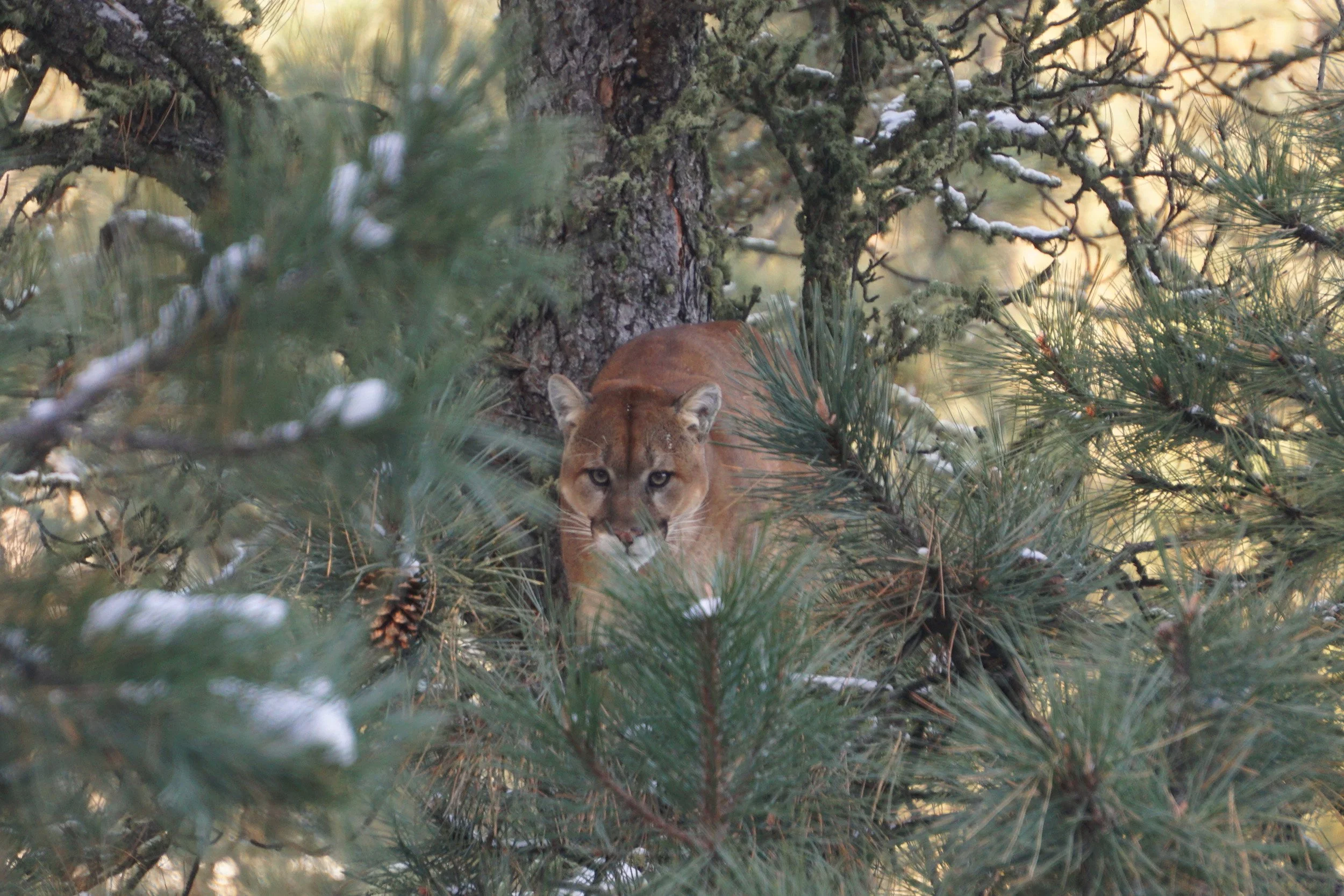 A mountain lion crouched behind pine branches with snow, gazing directly at the camera in a forested area.