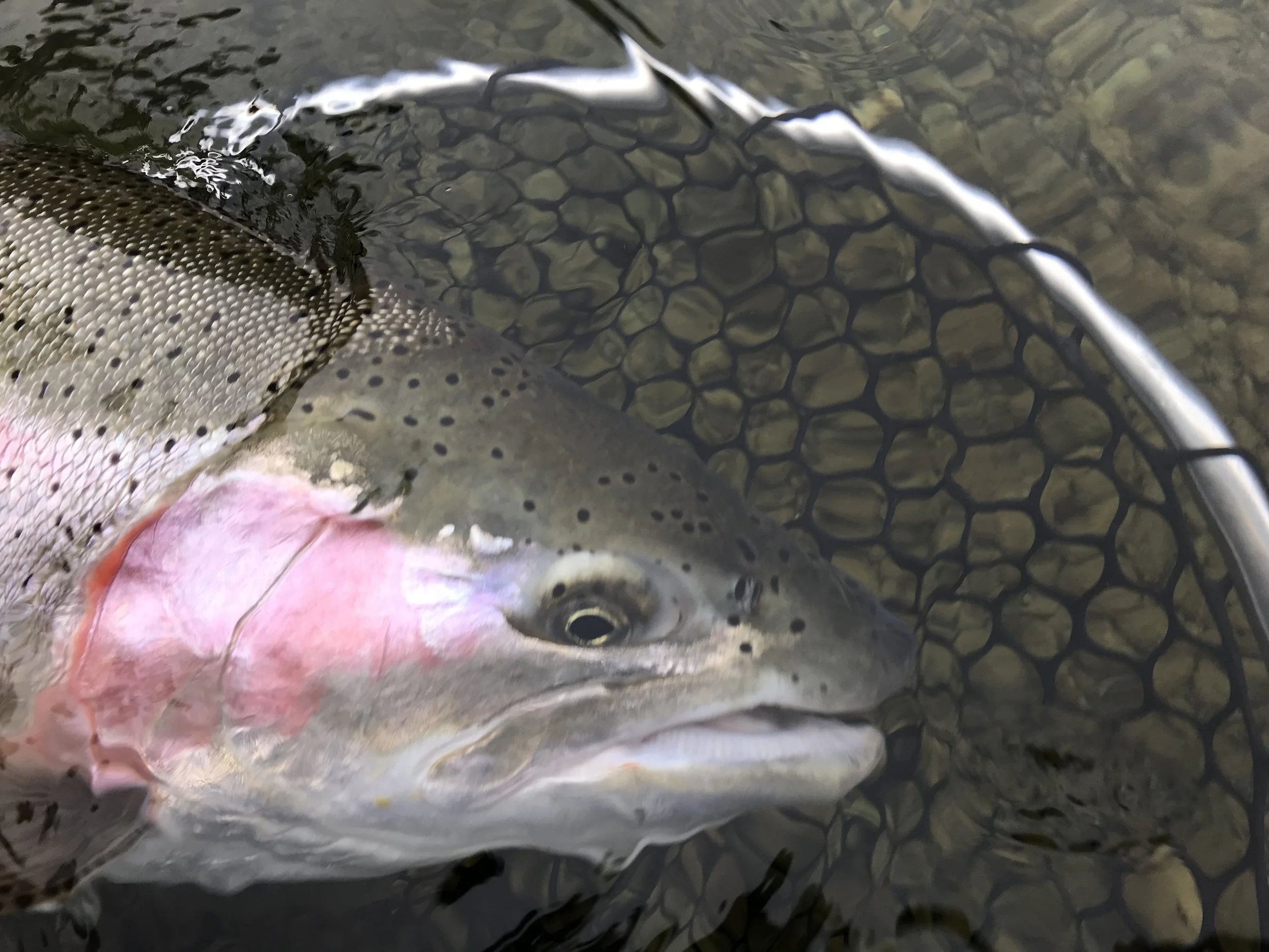 Kootenai River Montana rainbow trout