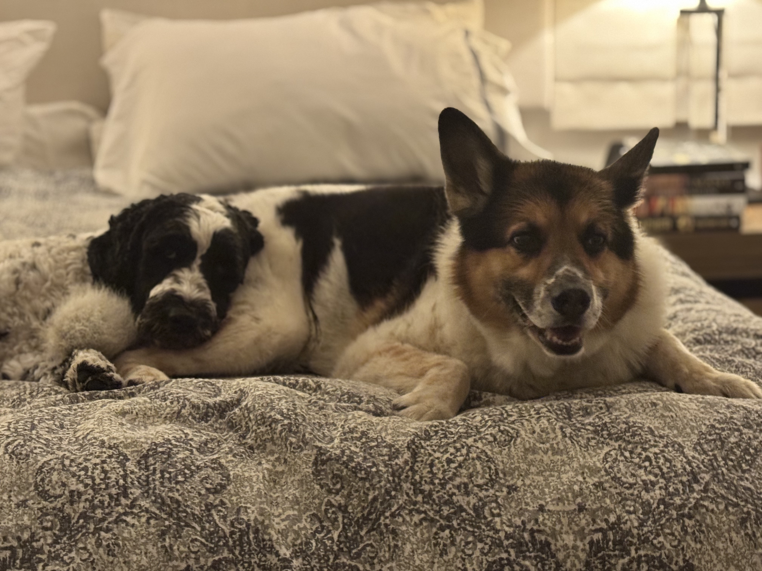 Two dogs lying on a bed, one with black and white fur resting its head on its paws, and a smaller, happy-looking dog with brown and white fur smiling at the camera.