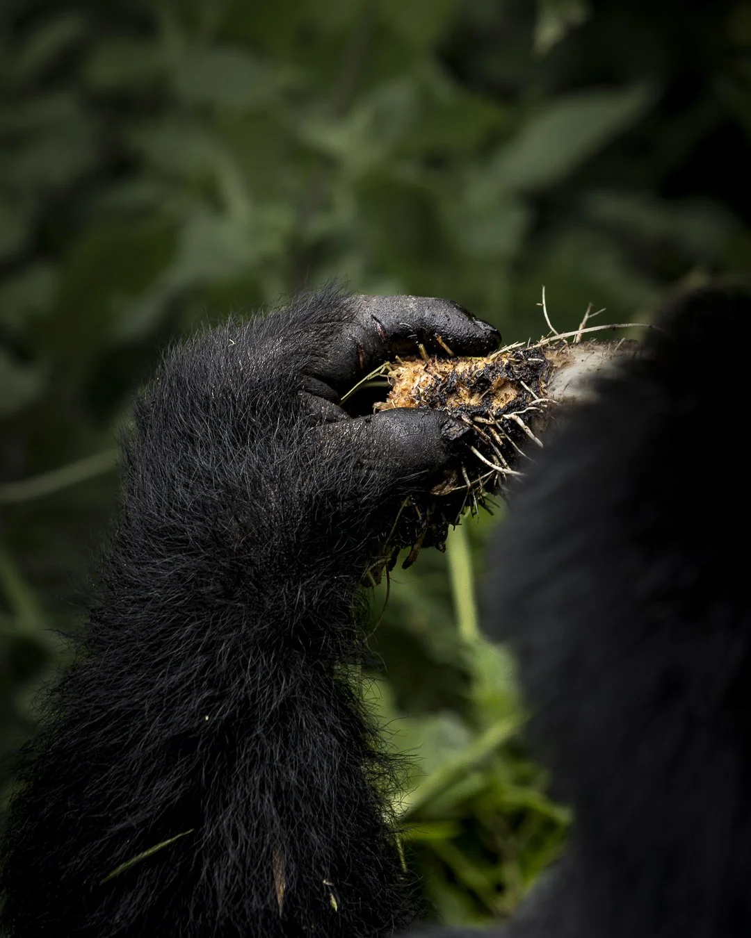 gorilla at lunch