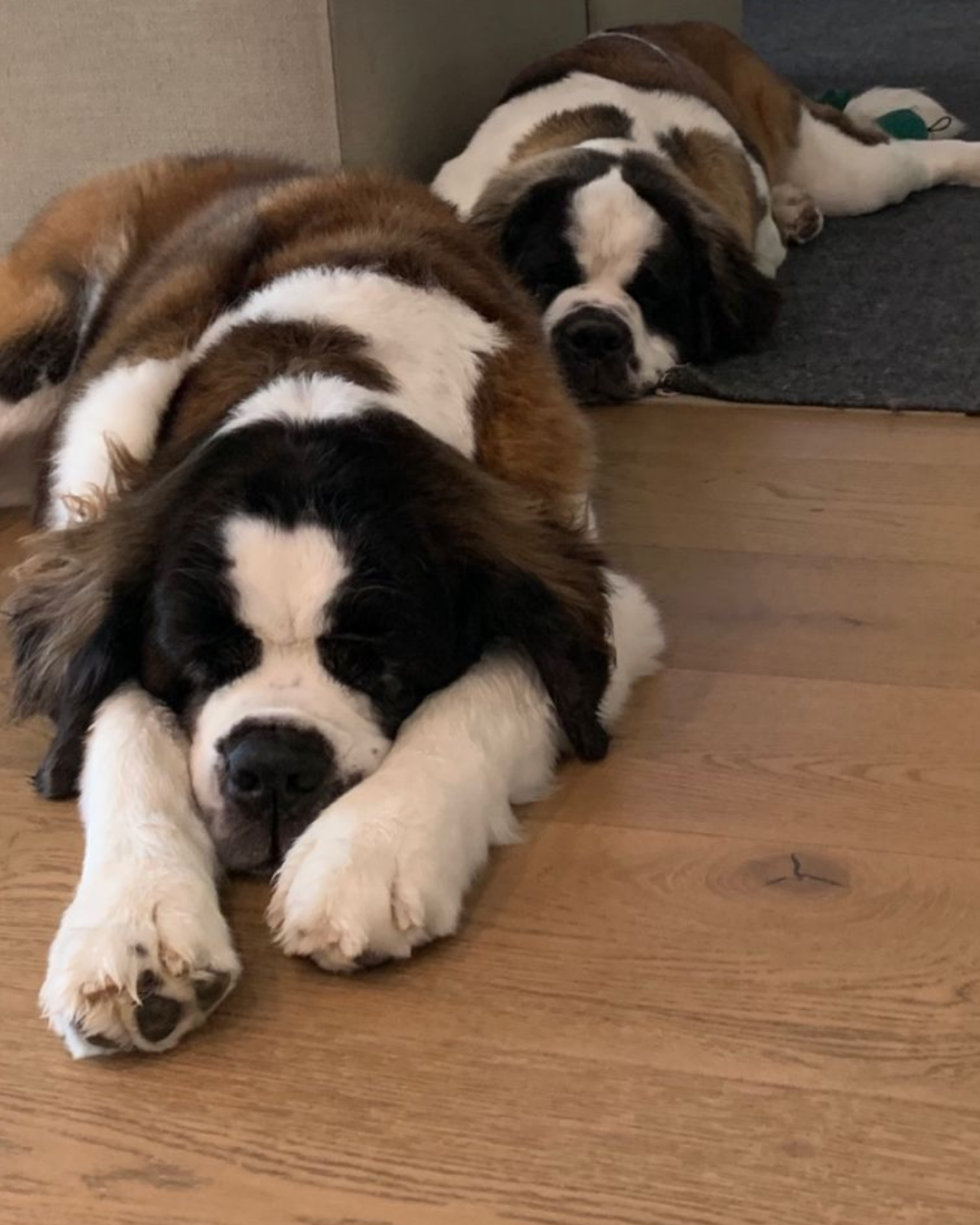 Pup Yoga
