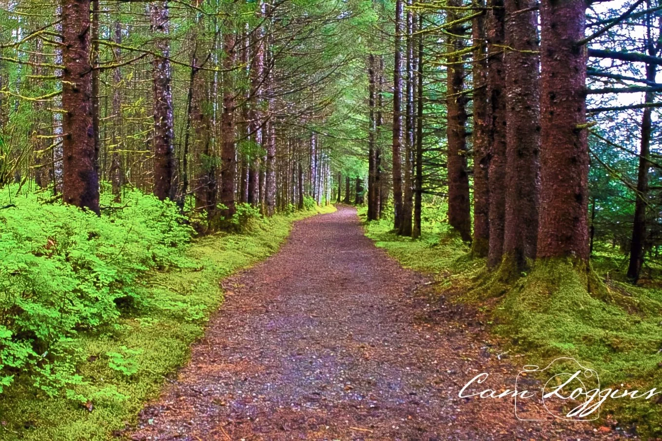A dirt path winds through a green forest with tall trees on either side. The ground along the trail is covered with moss and fallen leaves, and sunlight filters through the trees, creating a serene and peaceful atmosphere.