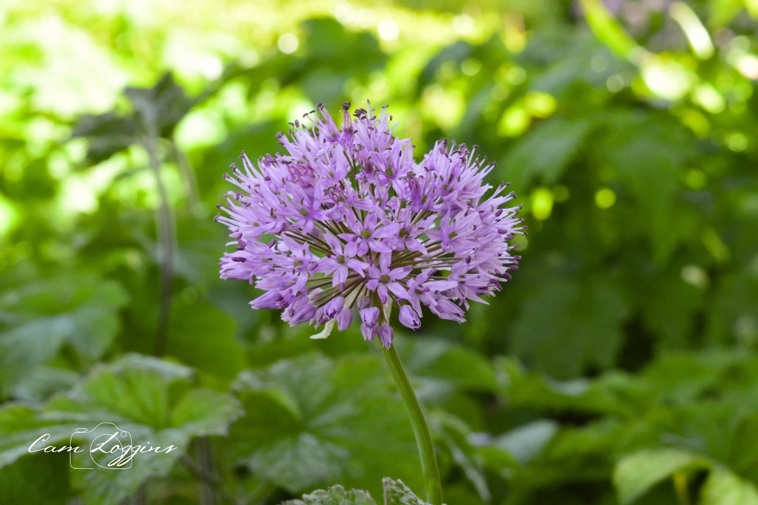 A close-up of a blooming purple flower with a spherical cluster of small tubular petals, set against a blurred green leafy background.