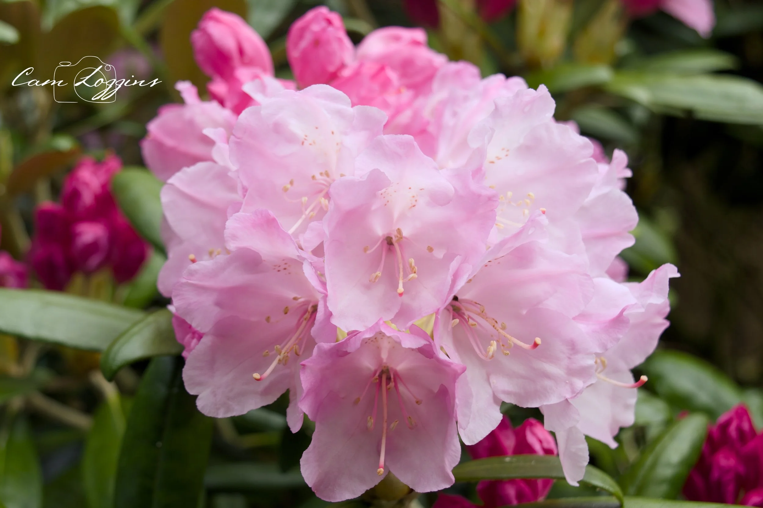 Close-up of pink rhododendron flowers with green leaves in the background.