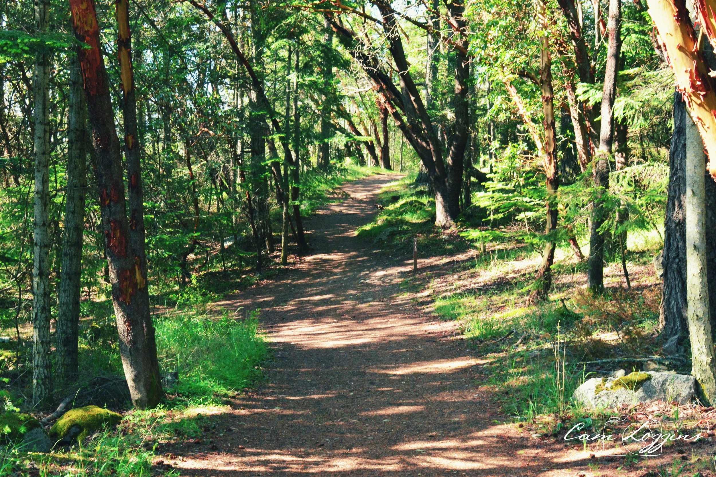 A winding dirt trail through a lush green forest with tall trees and dense foliage, dappled sunlight filtering through the leaves.