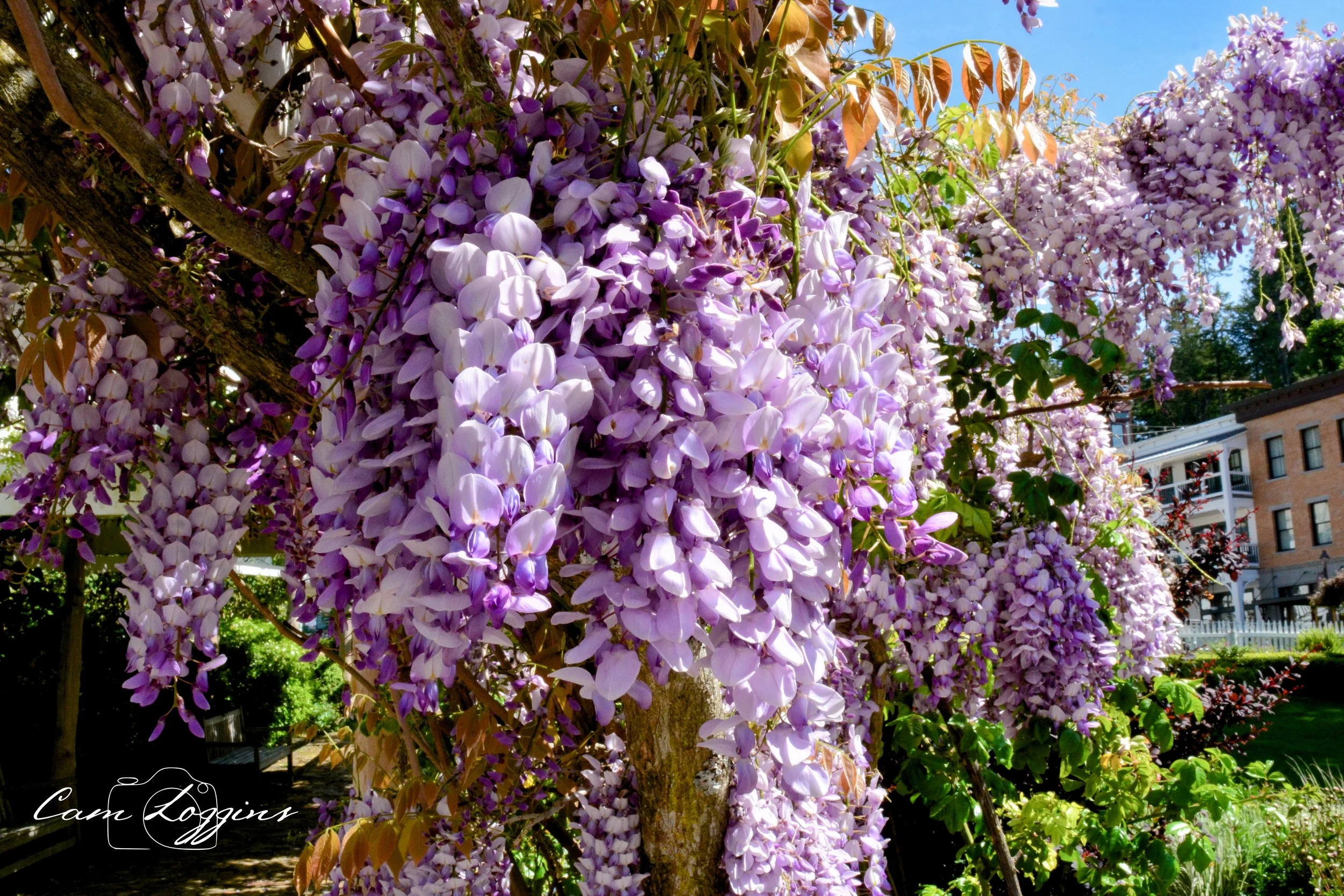 Bougainvillea plant with cascading purple and lavender flowers in a garden, with residential buildings and blue sky in the background.