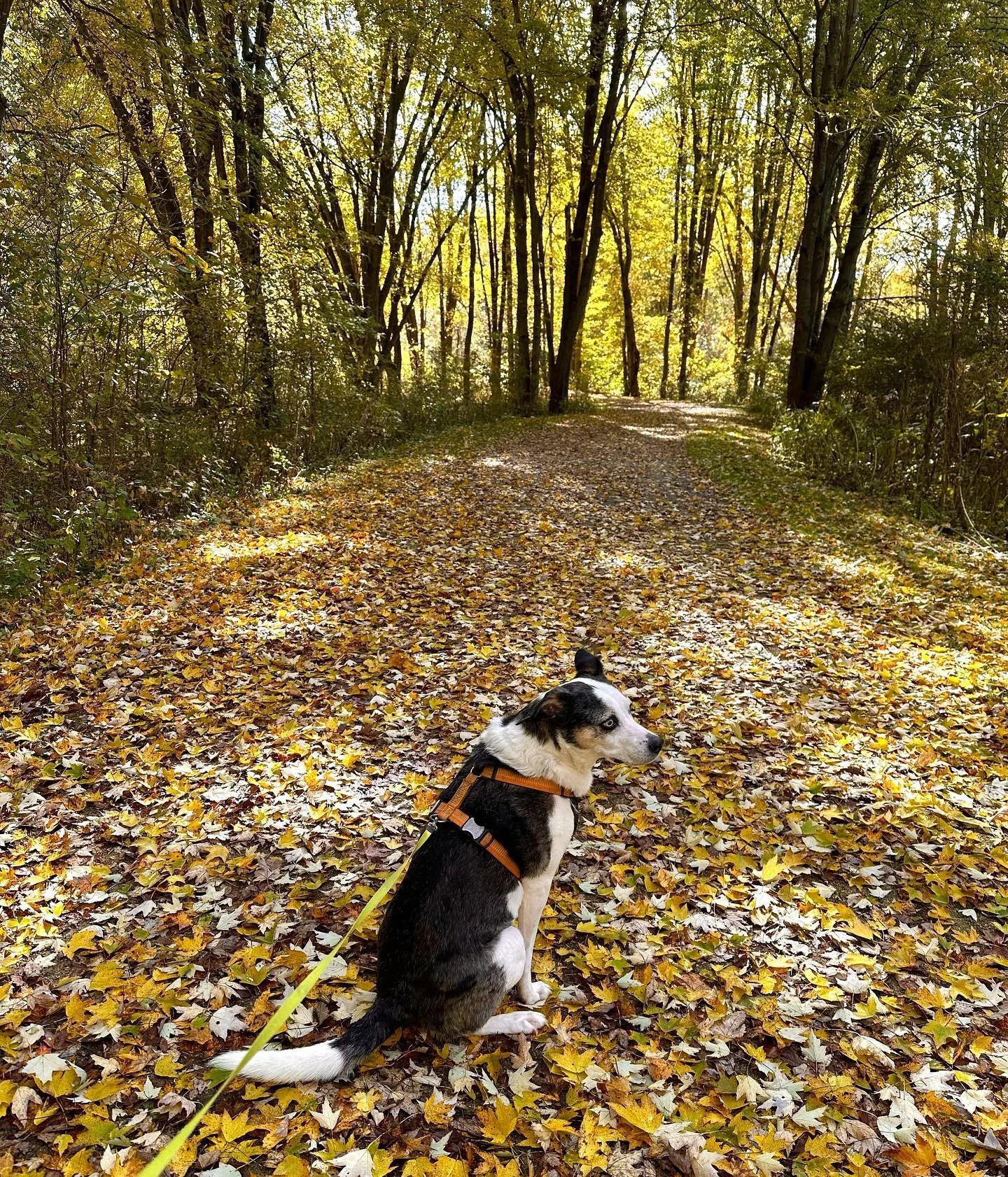 Hi friends! Looking for a place to enjoy these last few good weather days of fall? This weekend myself &amp; 20+ other vendors, munchies &amp; music will be at the Holden Arboretum. Plenty of goodies and all of the beautiful gardens and trails the ar
