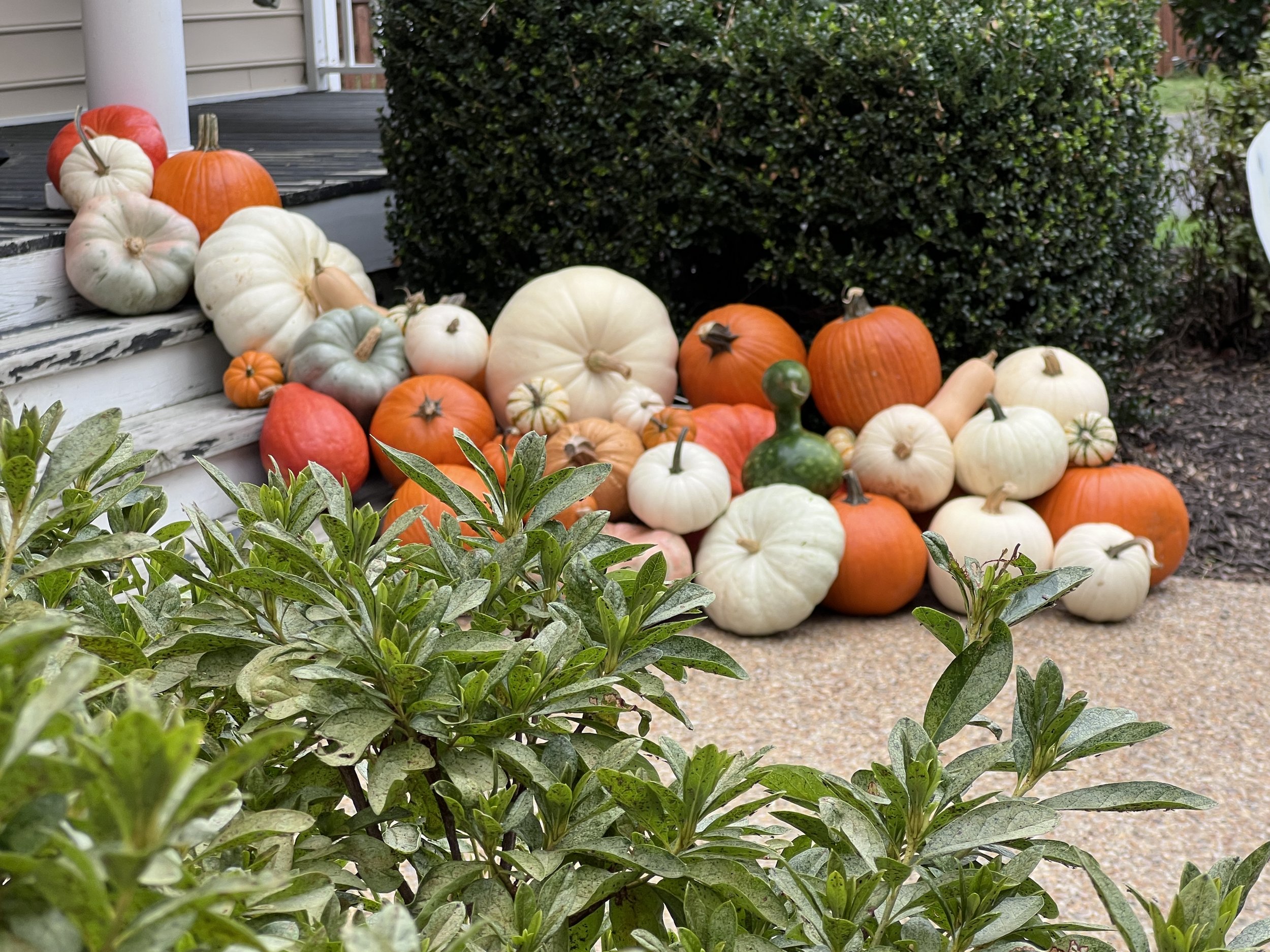 A collection of pumpkins and gourds of various sizes and colors arranged outdoors near a bush, with a house porch in the background.