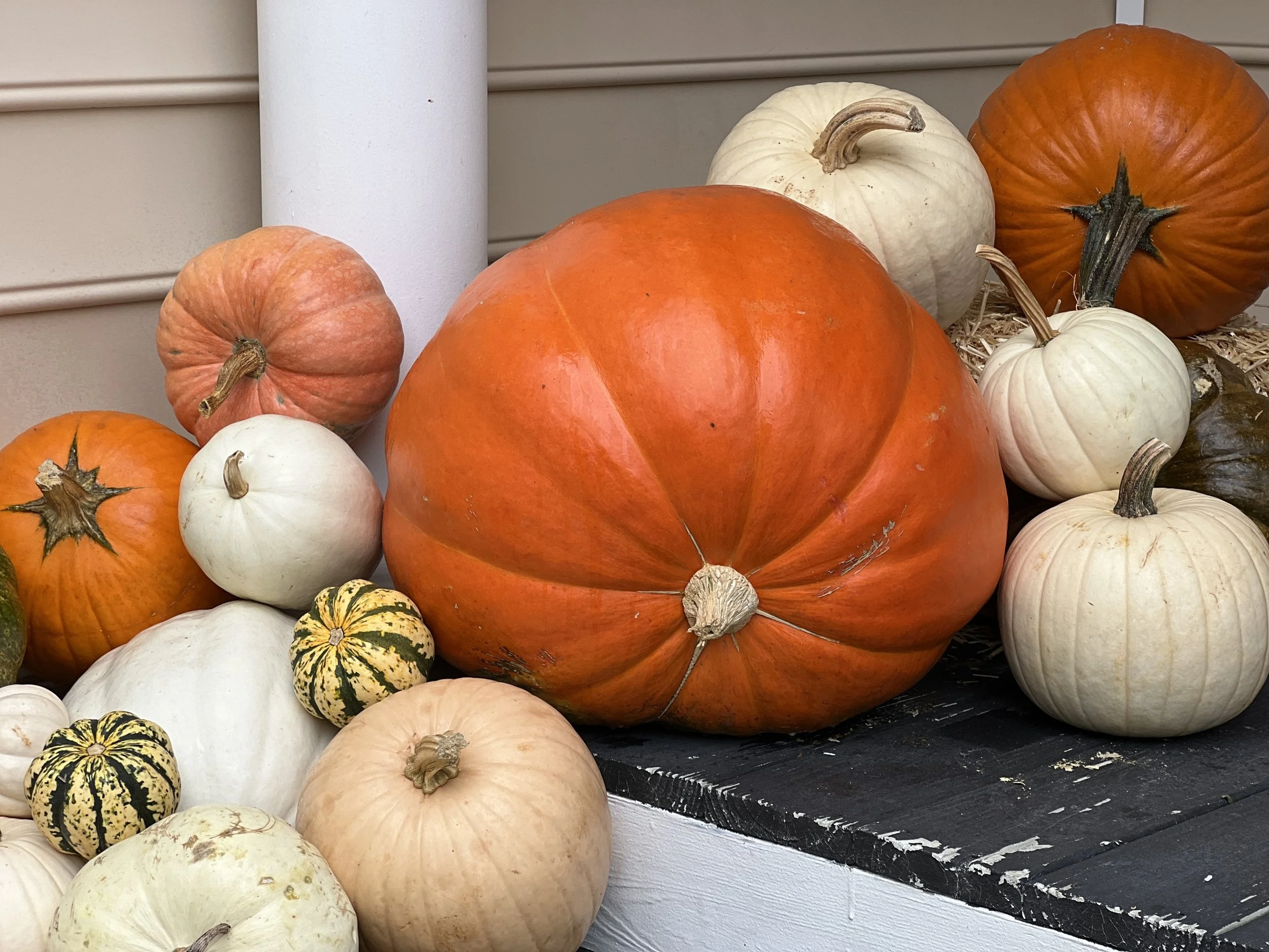 Collection of various pumpkins and gourds in orange, white, green, and yellow, displayed outdoors.