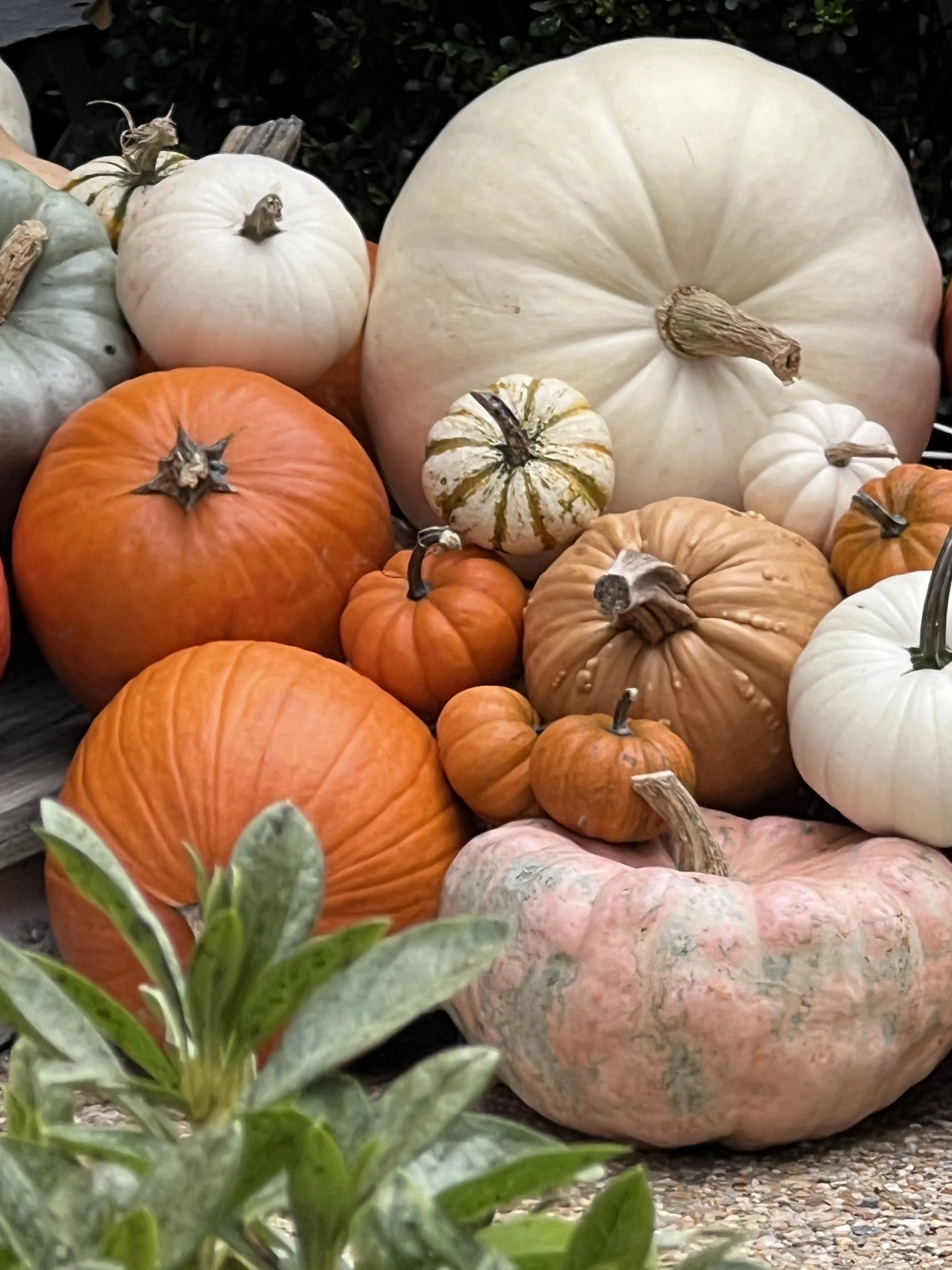 A collection of harvest pumpkins of various sizes and colors, including white, orange, green, and cream, arranged outdoors on a gravel surface with greenery in the background.