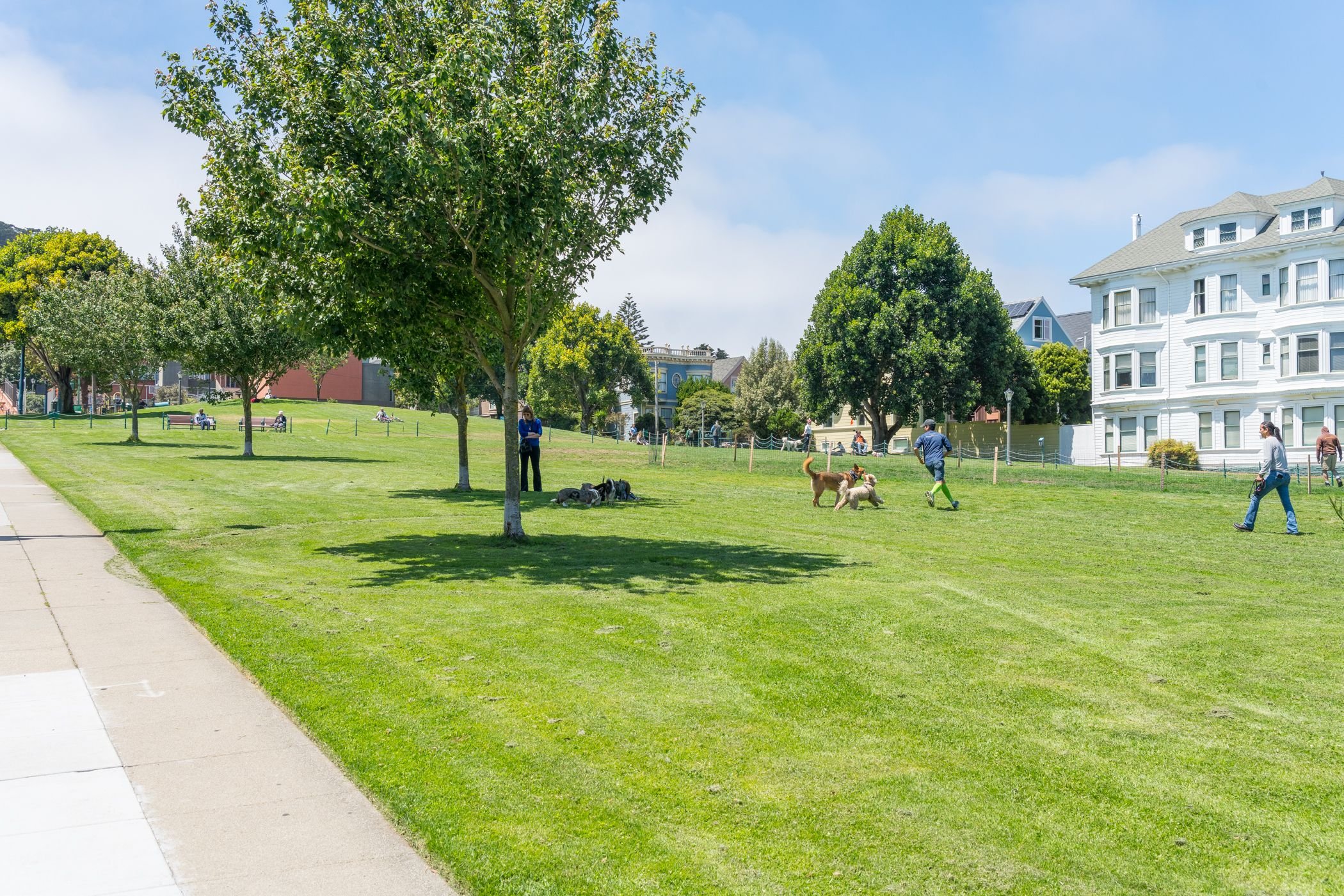 People walking and playing with dogs in a park with green grass, trees, and nearby residential buildings on a sunny day.