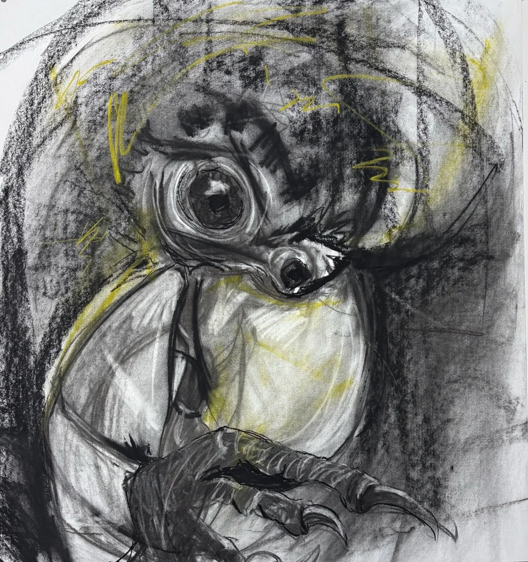 BLACK COCKATOO STUDY #50