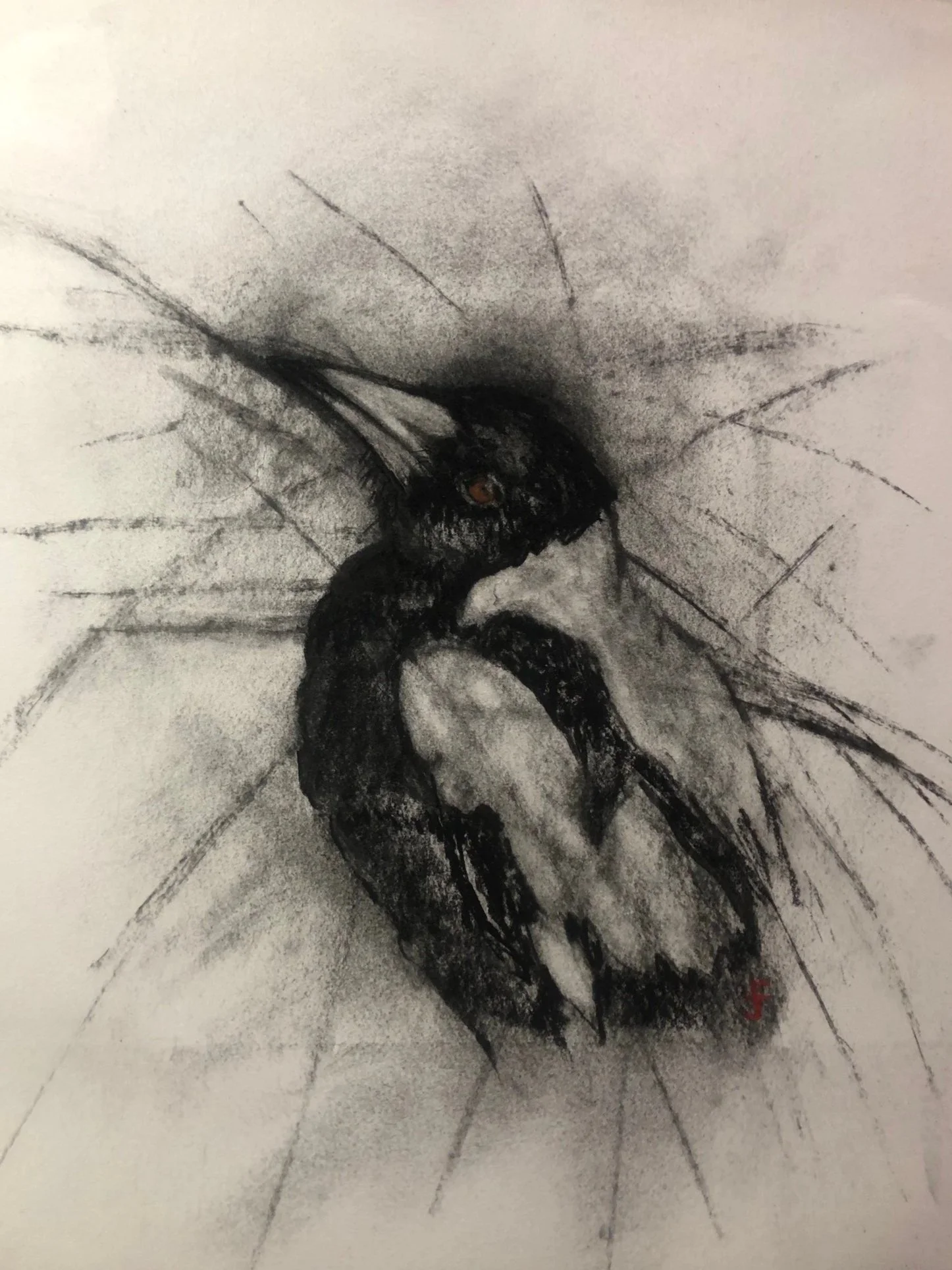 THE FLEDGLING