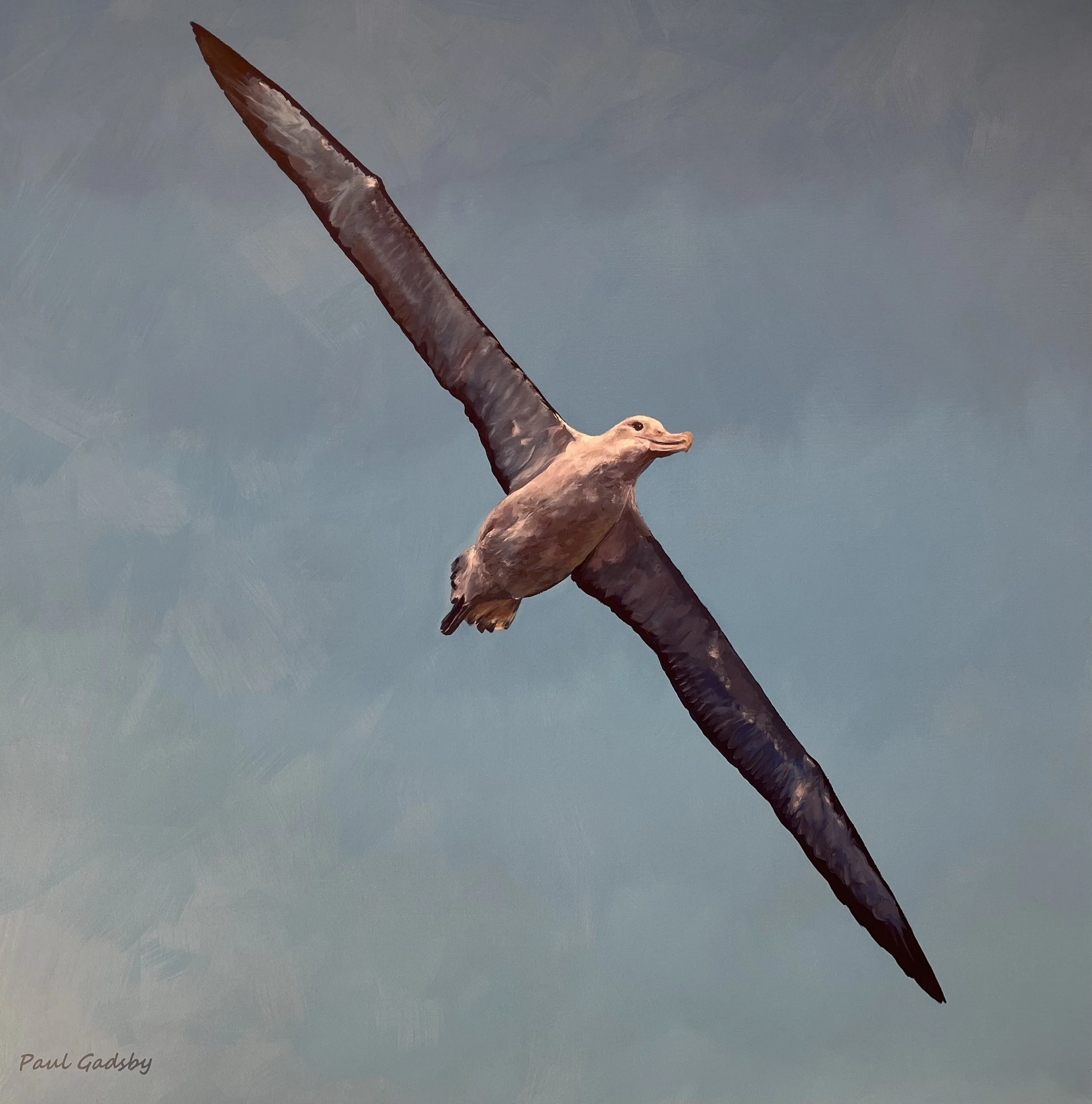 Sky Bird Albatross 2024  Oil $950 