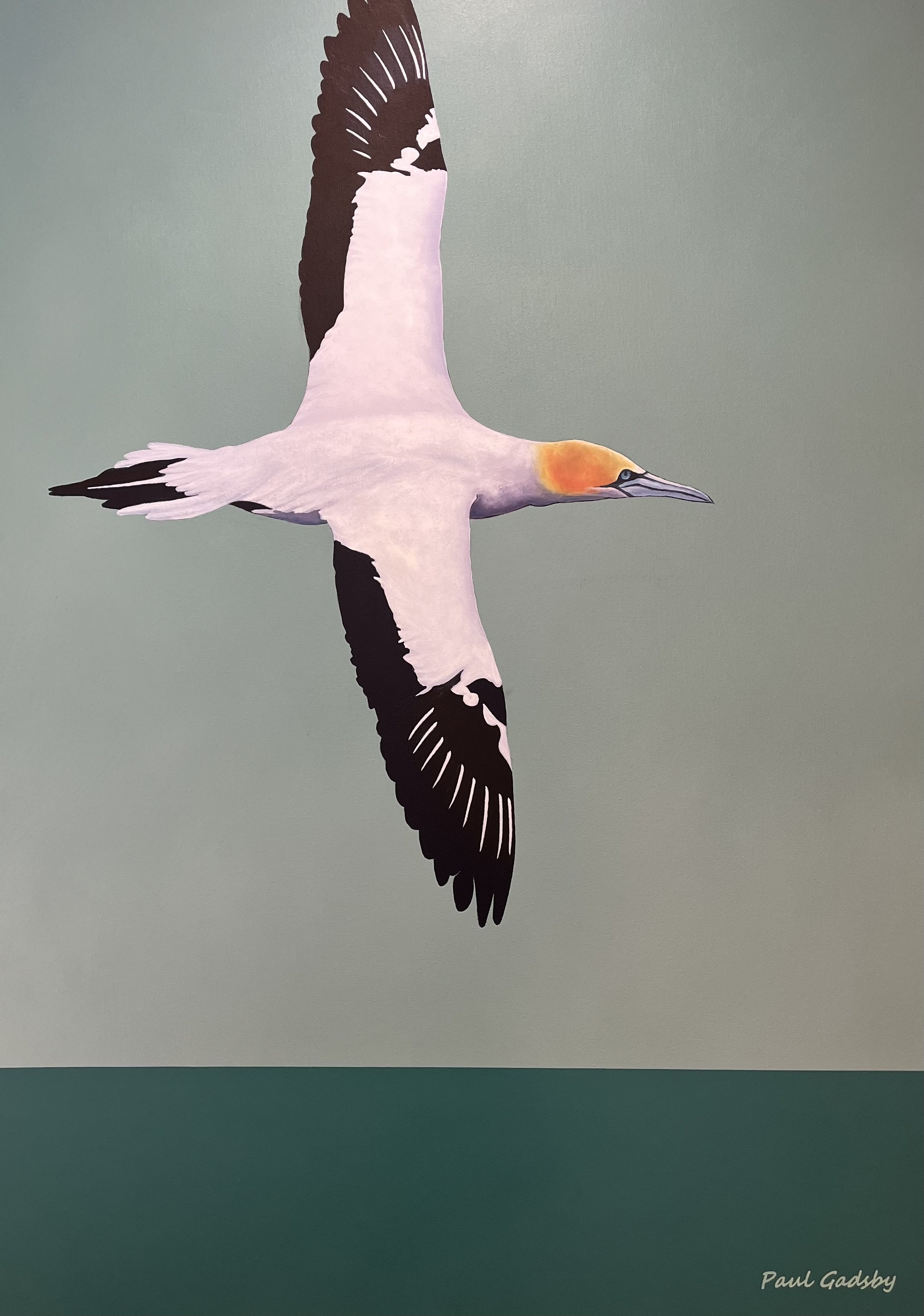 Takapu Australasian Gannet  2023  Oil SOLD
