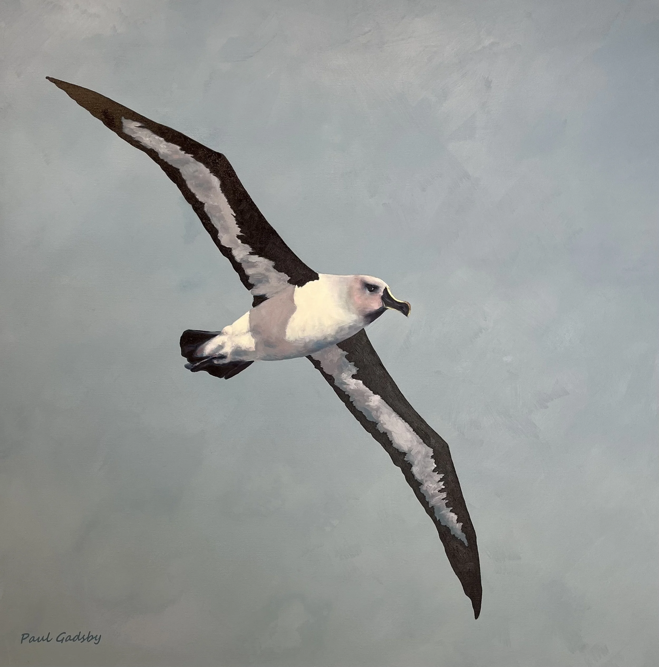 Molly - Grey Headed Mollymawk  2024  Oil  $950
