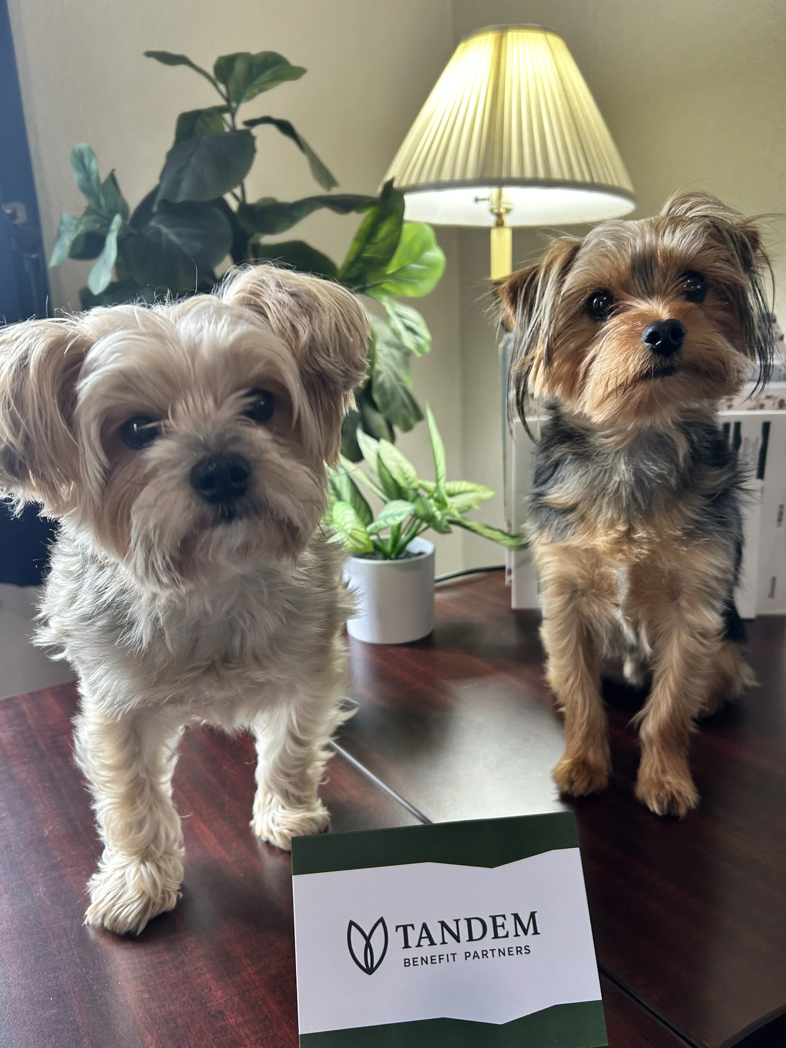 Tandem Support Team: Benefits beyond the office