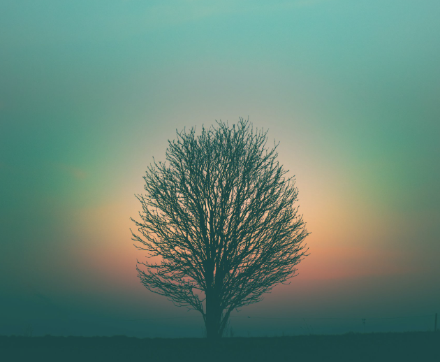 Deep Healing Journey (6 sessions)